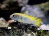 Labidochromis sp. ‚perlmutt (samec)