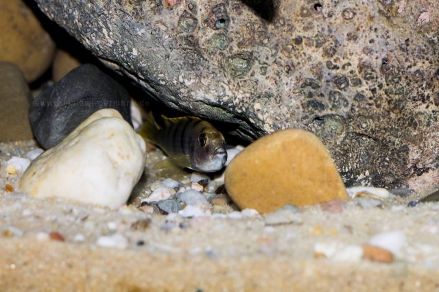 Labidochromis sp. 'perlmutt' (samice)