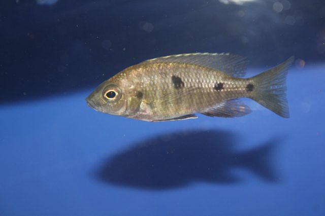 Copadichromis parvus Metangula (samice)