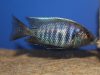 Copadichromis parvus Metangula (samec)