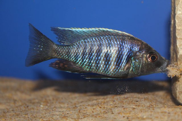 Copadichromis parvus Metangula (samec)