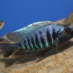 Copadichromis parvus