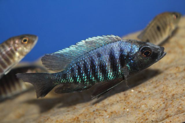 Copadichromis parvus