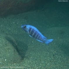 Placidochromis sp. ‚phenochilus‘