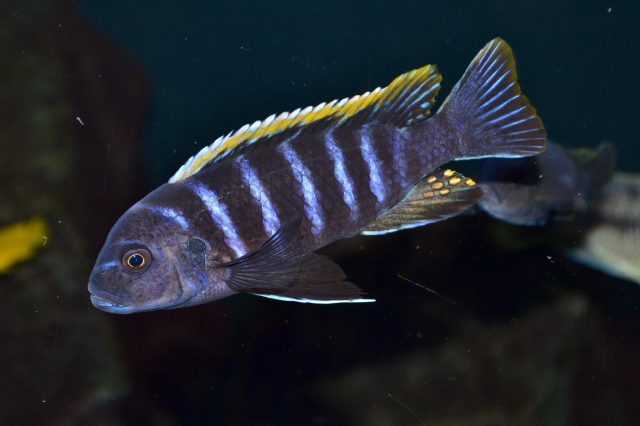 Cynotilapia zebroides