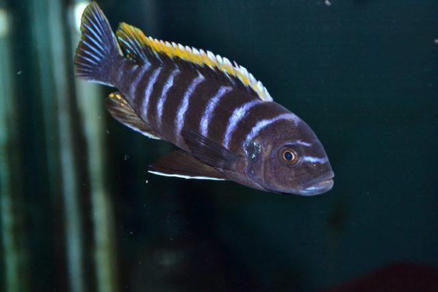 Cynotilapia zebroides Hongi Island (samec)