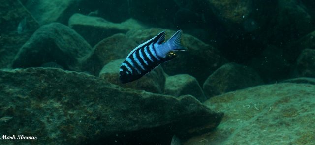 Cynotilapia zebroides Mitande (samec)