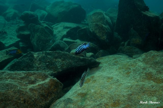 Cynotilapia zebroides Mitande (samec)