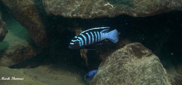 Cynotilapia zebroides