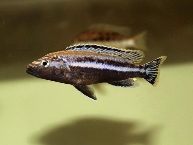 Melanochromis simulans