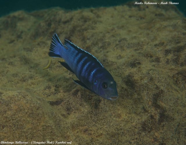 Chindongo bellicosus Kambiti Point (samec)