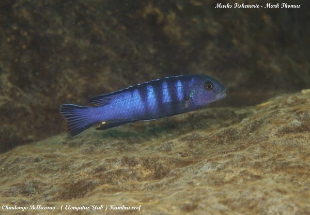 Chindongo bellicosus