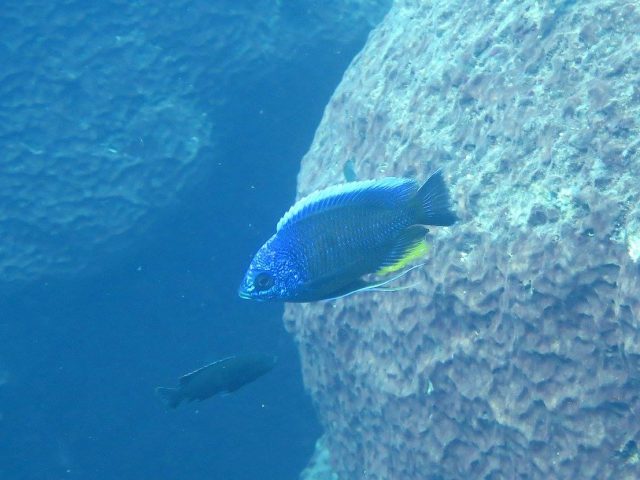 Copadichromis sp. &#8218;taiwan&#8216;