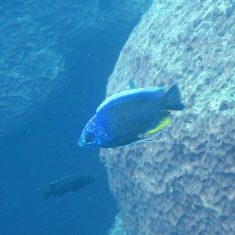 Copadichromis sp. ‚taiwan‘