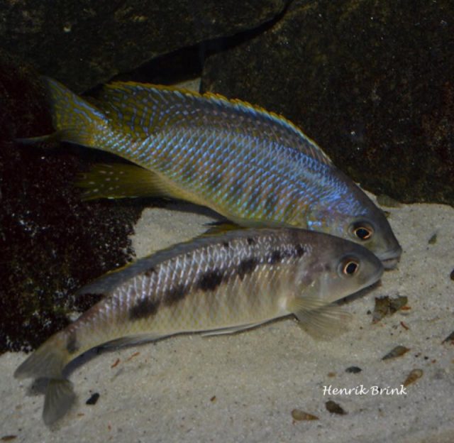 Mylochromis spilostichus (sames a samice)