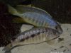 Mylochromis spilostichus (sames a samice)