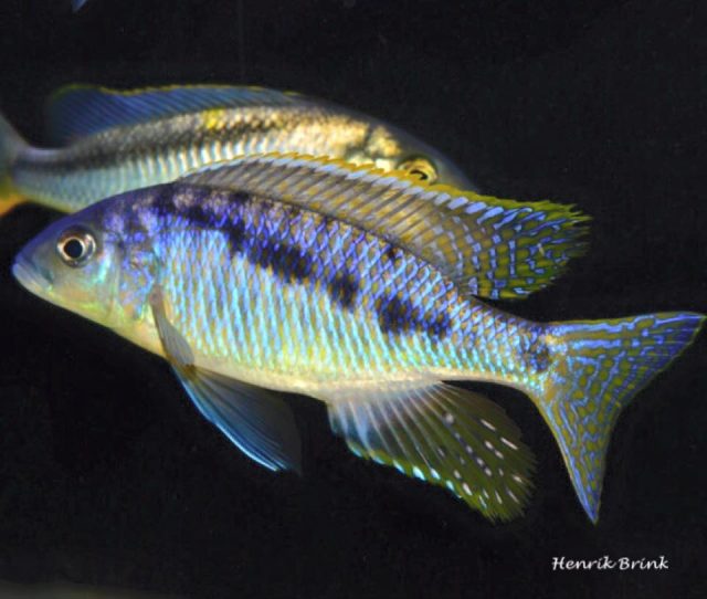 Mylochromis spilostichus