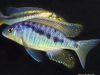 Mylochromis spilostichus