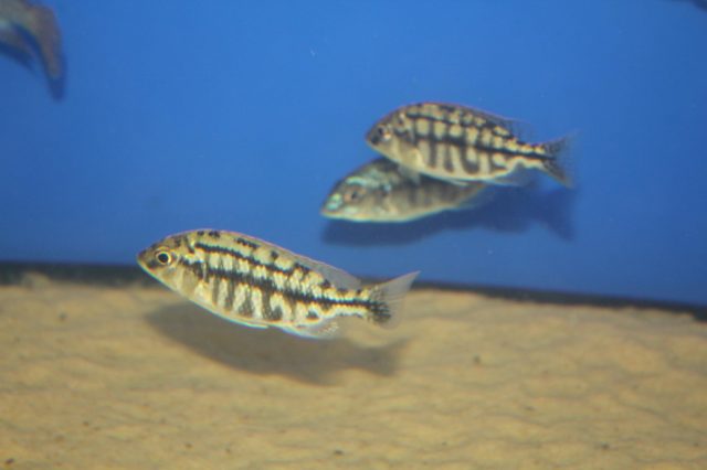 Protomelas taeniolatus Nkhata Bay (samice)