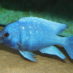 Placidochromis sp. ‚phenochilus‘