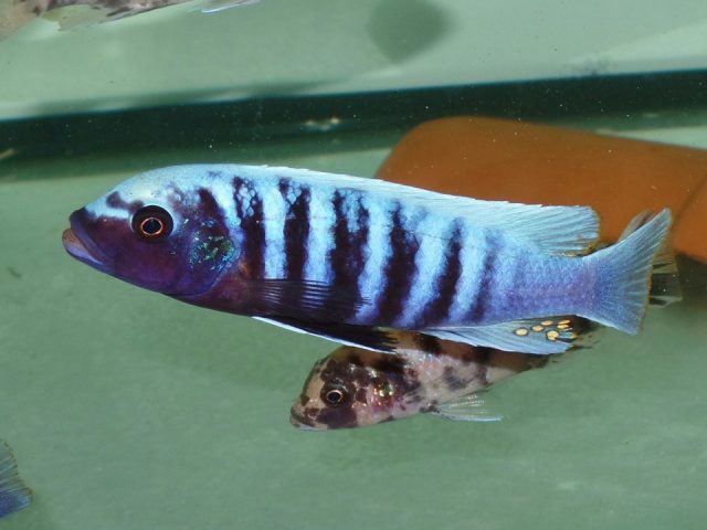 Metriaclima tarakiki