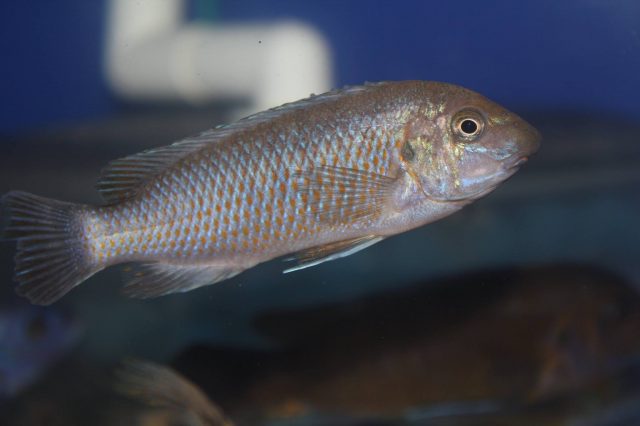 Labeotropheus simoneae Chirwa Island (standardní samice)