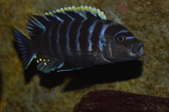 Cynotilapia zebroides Ntekete (samec)