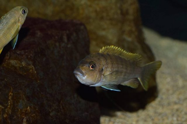 Cynotilapia zebroides Ntekete (samice)