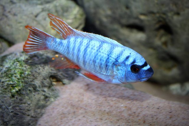 Labeotropheus artatorostris (samec)