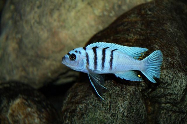 Cynotilapia sp. &#8218;hara&#8216;