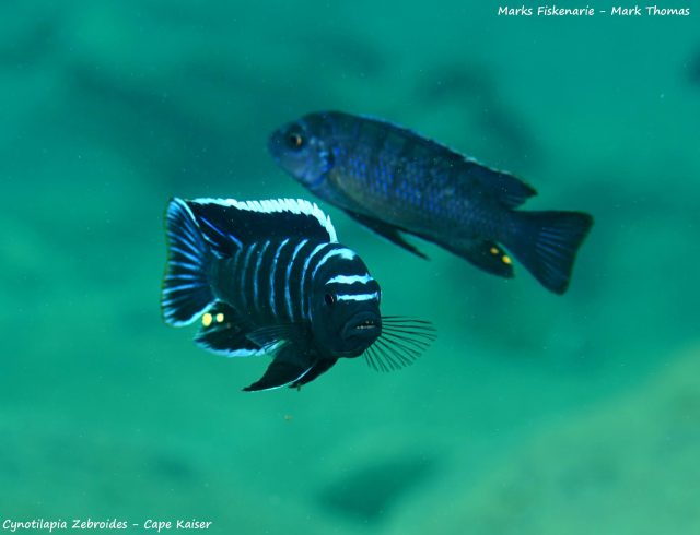 Cynotilapia zebroides Cape Kaiser