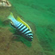 Cynotilapia zebroides