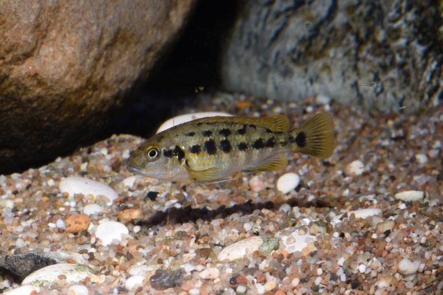 Pseudotropheus sp. 'williamsi north' (samice)