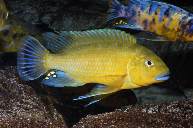 Pseudotropheus sp. &#8218;williamsi&#8216;