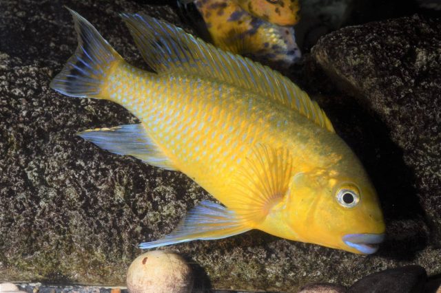 Pseudotropheus sp. 'williamsi north' (samec)