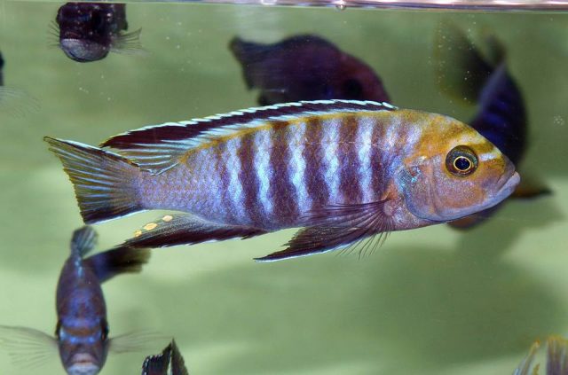 Cynotilapia sp. 'lion' Lupingu (samec)