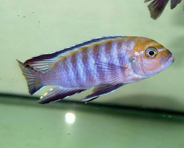 Cynotilapia sp. 'lion' Lupingu (samec)