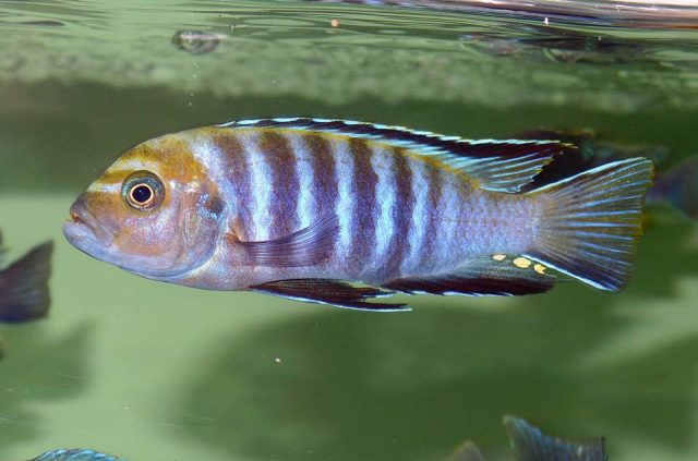 Cynotilapia sp. 'lion' Lupingu (samec)