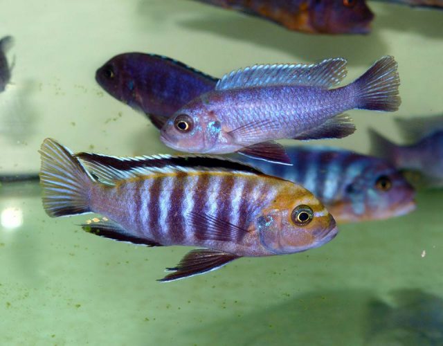 Cynotilapia sp. 'lion' Lupingu (samec a samice)