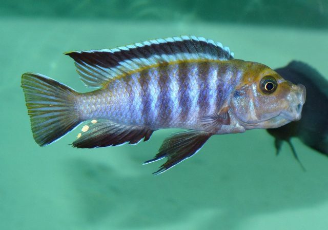 Cynotilapia sp. &#8218;lion&#8216;