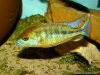 Mylochromis plagiotaenia