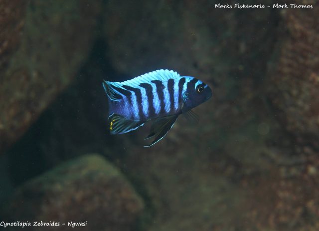 Cynotilapia zebroides