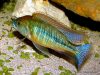 Mylochromis plagiotaenia (samec)