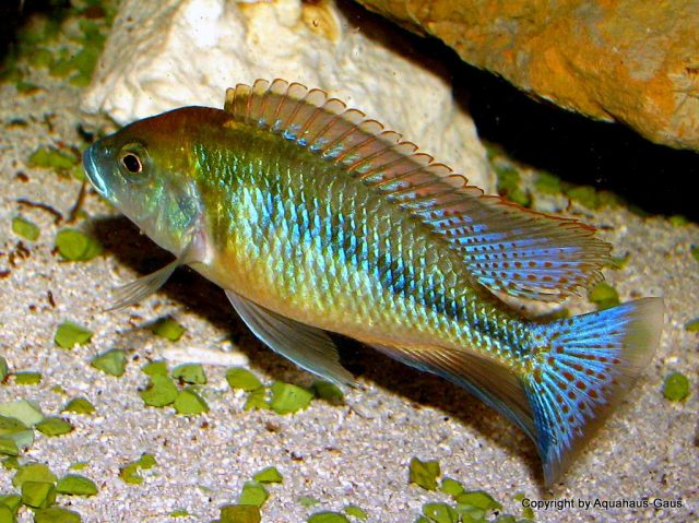 Mylochromis plagiotaenia (samec)