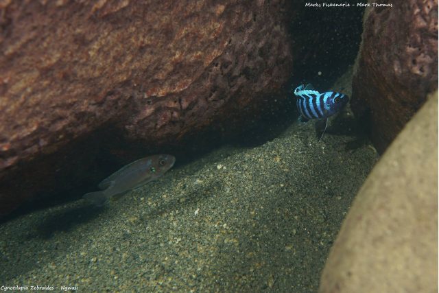 Cynotilapia zebroides (samec a samice)