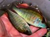 Mylochromis plagiotaenia (samec a samice)