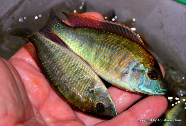 Mylochromis plagiotaenia (samec a samice)