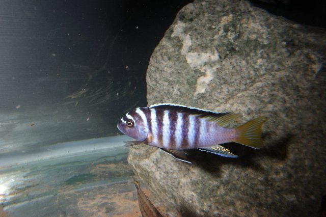 Metriaclima sp. 'zebra yellow tail' (samec)