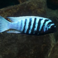 Metriaclima zebra (13)