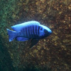 Copadichromis cyaneus